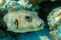 Puffer fish,Red sea Egypt Royalty Free Stock Photo