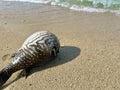 Puffer fish stranded on the tropical beach Royalty Free Stock Photo