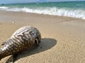 Puffer fish stranded on the tropical beach Royalty Free Stock Photo