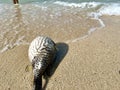 Puffer fish stranded on the tropical beach Royalty Free Stock Photo