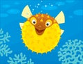 Puffer fish