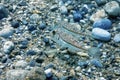 Puffer Fish Swimming Underwater, blowfish, balloonfish, globefish