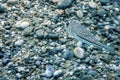 Puffer Fish Swimming Underwater, blowfish, balloonfish, globefish Royalty Free Stock Photo