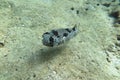 Puffer; fugu; globefish; balloonfish; rabbitfish