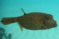 Pufferfish Royalty Free Stock Photo