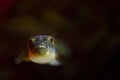 Pufferfish against dark background Royalty Free Stock Photo