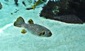 Pufferfish or Balloonfish or Blowfish or Bubblefish or Globefish or Swellfish or Toadfish. Royalty Free Stock Photo