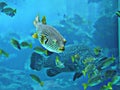 Pufferfish or Balloonfish or Blowfish or Bubblefish or Globefish or Swellfish or Toadfish. Royalty Free Stock Photo