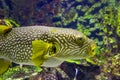 Pufferfish closeup Royalty Free Stock Photo