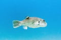 Starry Pufferfish - Perhentian Islands, Malaysia Royalty Free Stock Photo