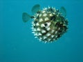 Pufferfish