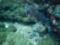 Ufferfish, Porcupine Puffer, Diodon holocanthus