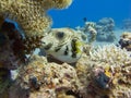 Pufferfish in the red sea