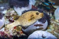 Pufferfish while scuba diving the coral reef in Thailand. Royalty Free Stock Photo