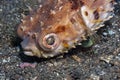 Pufferfish in South Pacific on ocean floor Royalty Free Stock Photo