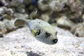 Pufferfish swimming in an aquarium