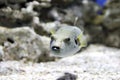 Pufferfish swimming in an aquarium