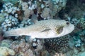 Pufferfish swimming around a sharp textured coral reef under the sea