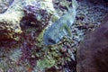 Pufferfish swimming in the coral reef