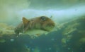 A pufferfish swimming in green water undersea