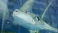 Pufferfish in a tank in Japan