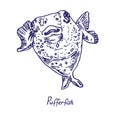 Pufferfish Tetraodontidae, Blowfish, Globefish, hand drawn doodle