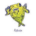 Pufferfish Tetraodontidae, Blowfish, Globefish, hand drawn doodle Royalty Free Stock Photo