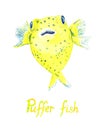 Pufferfish Tetraodontidae, Blowfish, Globefish, hand painted watercolor illustration Royalty Free Stock Photo