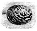 Pufferfish, vintage illustration