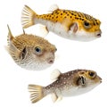 Puffers Royalty Free Stock Photo