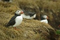 Puffin Royalty Free Stock Photo