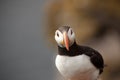 Puffin Royalty Free Stock Photo
