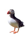 Puffin Royalty Free Stock Photo