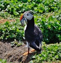 Puffin