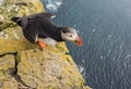 Puffin aboout to take flight on the Latrabjarg cliffs. West Fjords, Iceland