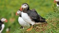 Puffin amazing nordic bird