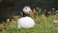 Puffin amazing nordic bird