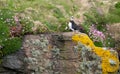 Puffin on the cliff face at Handa Island near Scourie in Sutherland on the north west coast of Scotland UK. Royalty Free Stock Photo