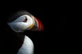 Atlantic puffin from Runde Norway Royalty Free Stock Photo