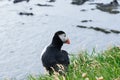 Puffin at the back, mascot and symbol of Iceland