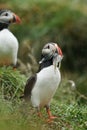 Puffin beak full of fish.