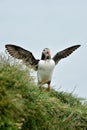 Puffin beak full of fish.