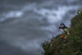 A Puffin at bempton Cliffs, Yorkshire , UK Royalty Free Stock Photo