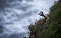 A Puffin at bempton Cliffs, Yorkshire , UK Royalty Free Stock Photo