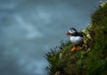 A Puffin at bempton Cliffs, Yorkshire , UK Royalty Free Stock Photo