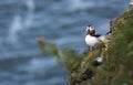 A Puffin at bempton Cliffs, Yorkshire , UK Royalty Free Stock Photo