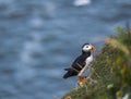 A Puffin at bempton Cliffs, Yorkshire , UK Royalty Free Stock Photo