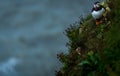 A Puffin at bempton Cliffs, Yorkshire , UK Royalty Free Stock Photo