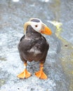 Puffin Bird