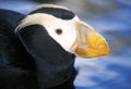 Puffin bird